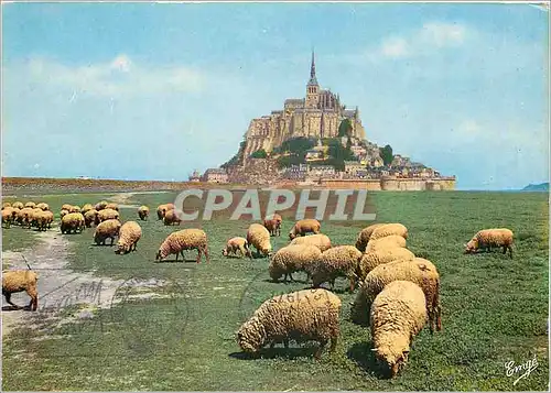 Cartes postales moderne Le Mont Saint Michel Merveille de l'Occident Les moutons de pre sale
