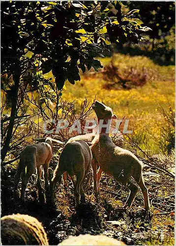 Cartes postales moderne Cevennes Agneaux broutang des pousses de chataigniers