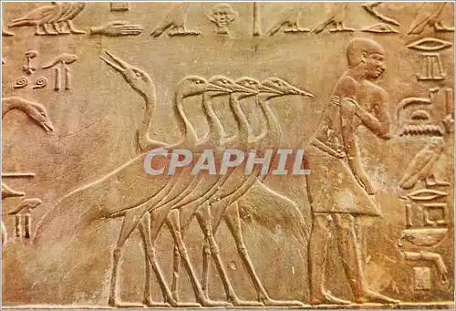 Cartes postales moderne Sakkara Ptah Hotep Mastaba Groupe merveilleux de grues