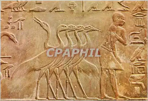 Moderne Karte Sakkara Ptah Hotep Mastaba Groupe merveilleux de grues