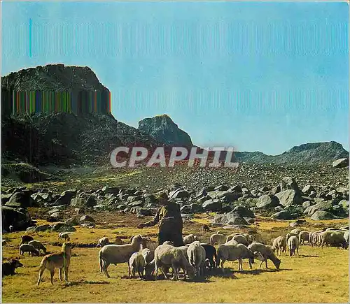 Cartes postales moderne Serra da Estrela Portugal Shepherd from the Serra de Estrella