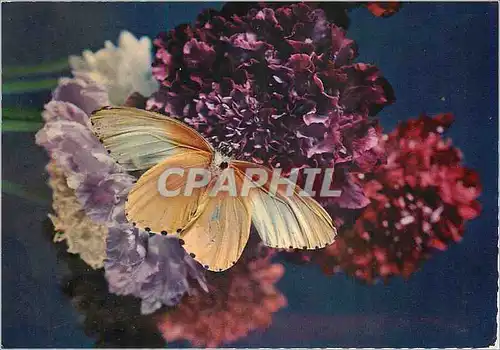 Cartes postales moderne Papillon