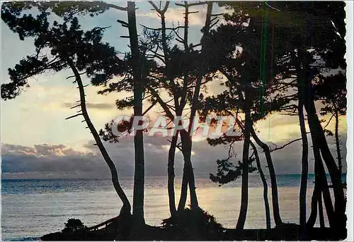 Cartes postales moderne Coucher de soleil a travers les pins