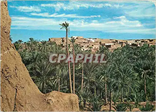 Cartes postales moderne Sud Tunisien Palmeraie