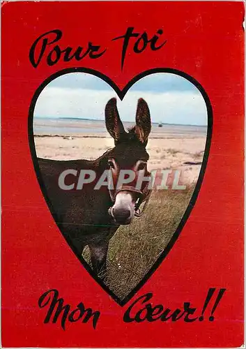 Cartes postales moderne Pour toi Mon Coeur Ane Mule