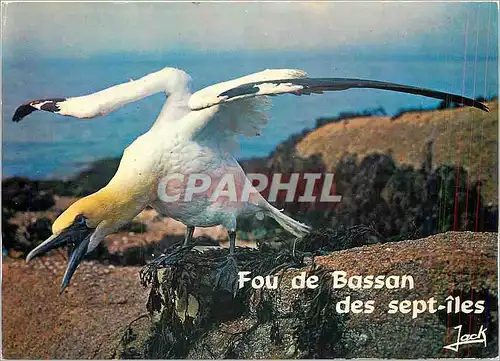 Cartes postales moderne Les Oiseaux de Mer La Cote de Granit Rose L'Archipel des Sept Iles