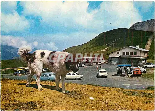 Moderne Karte Au Col de Soulor Un chien des Pyrenees