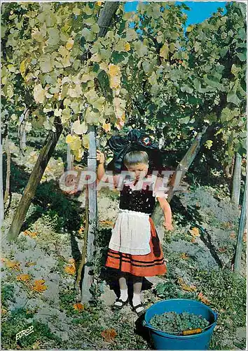 Cartes postales moderne Alsace Pittoresques Scene de Vendanges