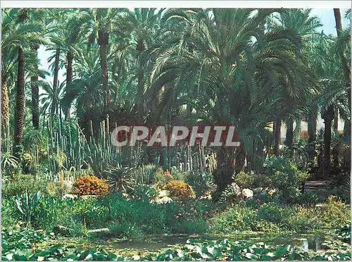 Cartes postales moderne Elche Huerto del Cura Jardines