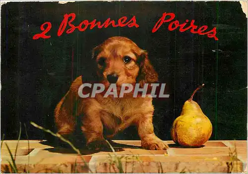 Cartes postales moderne Bonnes Poires