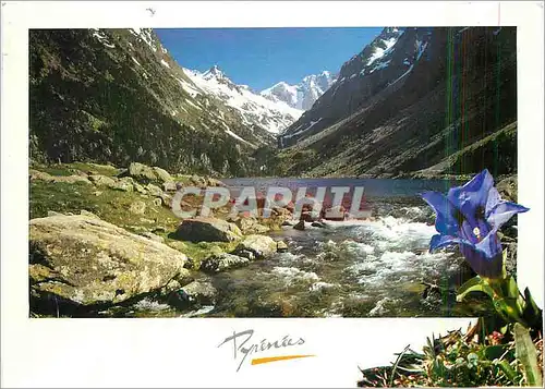 Cartes postales moderne Pyrenees Gentiane