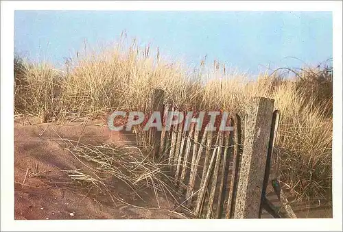 Cartes postales moderne The Fence