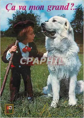 Cartes postales moderne Hautes Pyrenees Chiots des Pyrenees Elevage du Domaine des Cousteres Lourdes