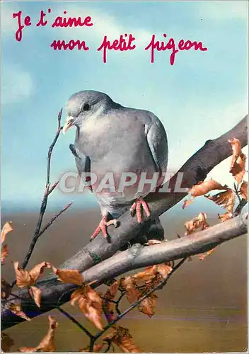 Cartes postales moderne Je t'aime mon petit pigeon