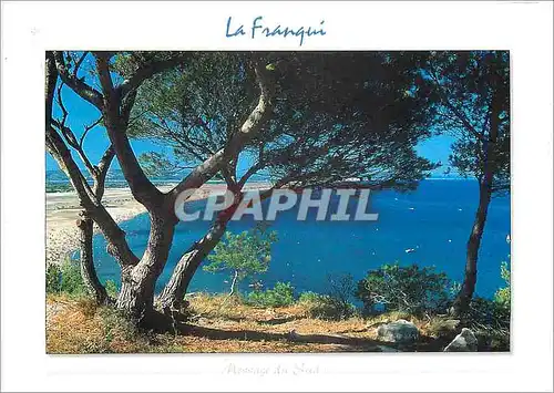 Cartes postales moderne La Franqui Aude Vue generale de la grande plage de sablie fin que surplombent des pins maritimes