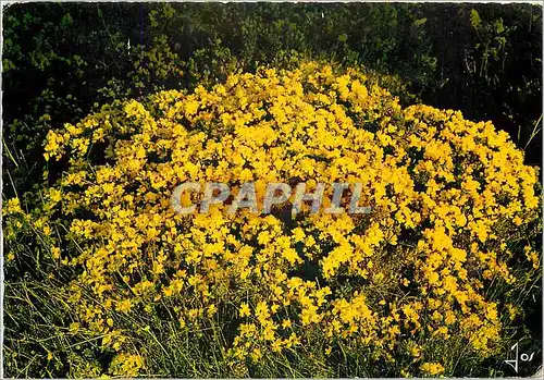 Cartes postales moderne Touffe d'Ajoncs dans la Campagne Bretonne