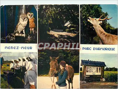 Cartes postales moderne Menez Meur Parc d'Armorique Chouette Hibou