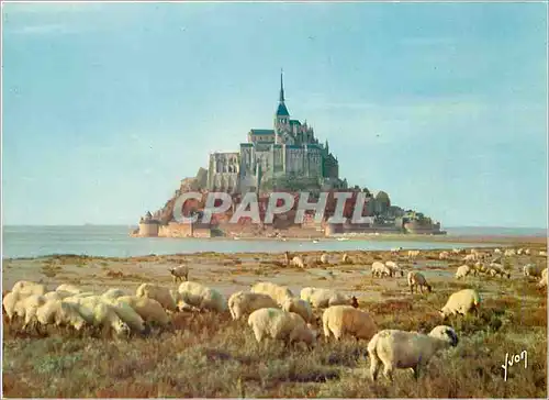 Cartes postales moderne Le Mont Saint Michel Manche et ses moulons de pres sales