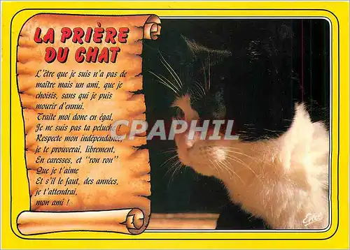 Cartes postales moderne La Priere du Chat