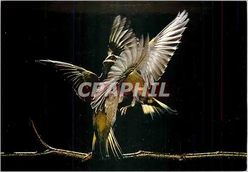 Cartes postales moderne Les Oiseaux de Roland Fiorillo Les Verdiers Jeu d'Ailes