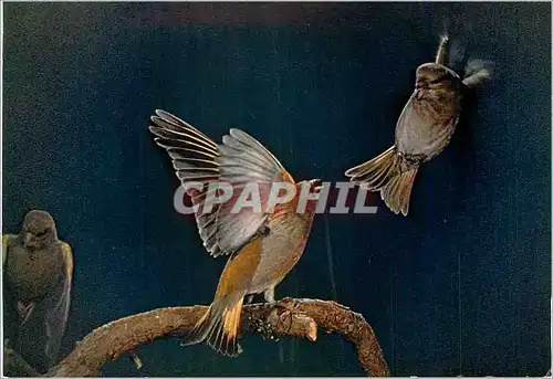 Cartes postales moderne Les Oiseaux de Roland Fiorillo Les Verdiers L'Importun