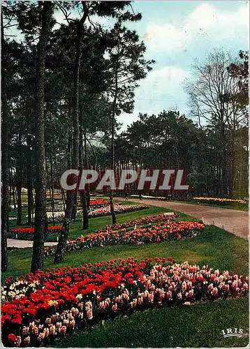 Cartes postales moderne La Palmyre Parc residentiel Floralies