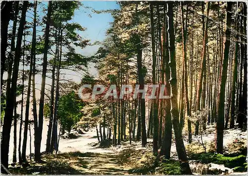 Cartes postales moderne St Remy sur Durolle P de D Les Pins