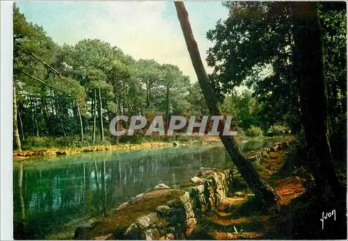 Cartes postales moderne la Bretagne Pittoresque Douceur et Calme de ses sous bois