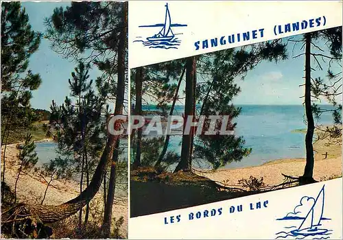 Cartes postales moderne Sanguinet Landes Les Bords du Lac