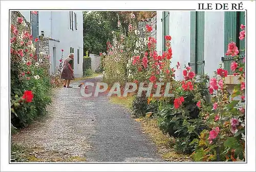 Cartes postales moderne Ile De Re Rue fleurie de roses tremieres a la Noue
