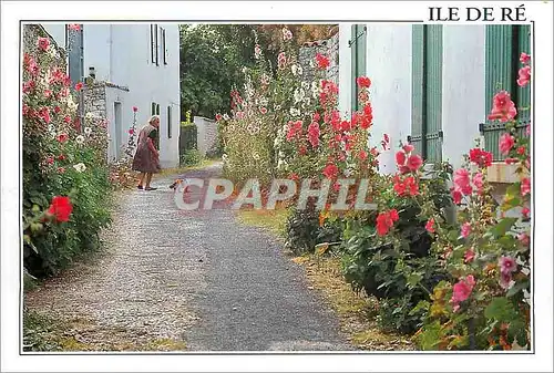 Moderne Karte Ile De Re Rue fleurie de roses tremieres a la Noue