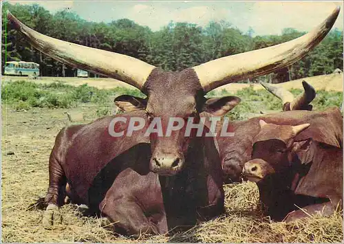 Cartes postales moderne Watusis en Liberte dans la Reserve Africaine du Chateau de Thoiry en Yvelines