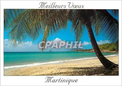 Cartes postales moderne Meilleurs Voeux Martinique