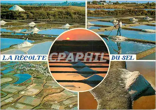 Cartes postales moderne La Recolte du Sel