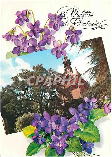 Cartes postales moderne Les Violettes de Toulouse