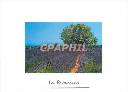 Cartes postales moderne La Provence