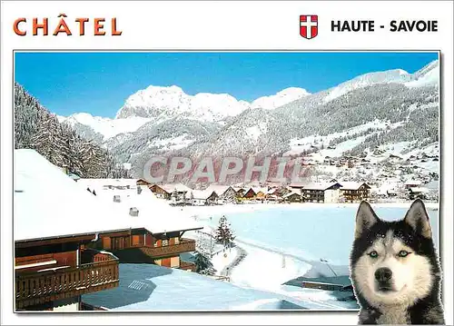 Cartes postales moderne Chatel Haute Savoie Chien Husky