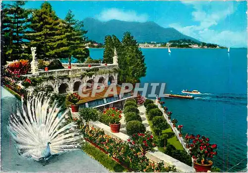 Cartes postales moderne Le Lac Majeur Isola Bella Le Jardin