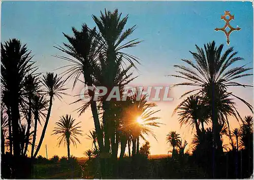 Cartes postales moderne Palmeraie au Crepuscule