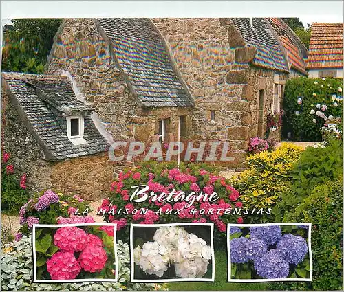 Cartes postales moderne Couleurs de Bretagne Maisons aux hortensias