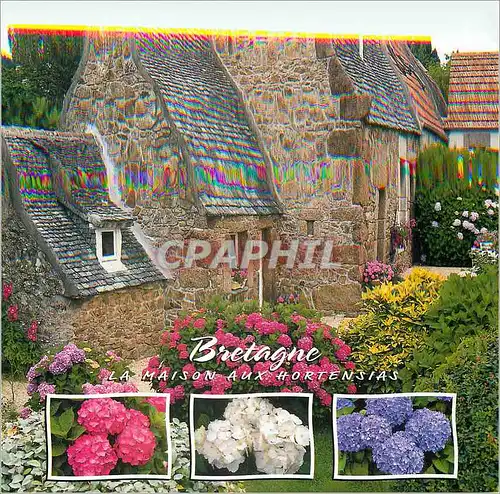 Cartes postales moderne Bretagne La Maison aux Hortensias