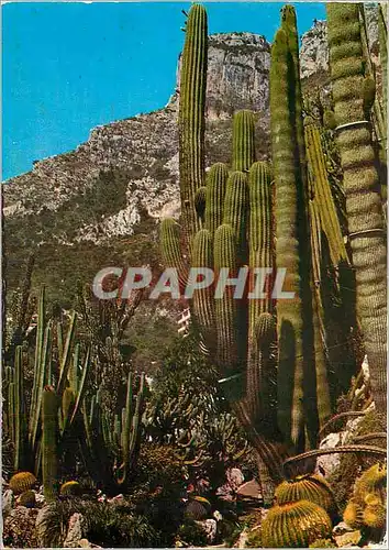 Cartes postales moderne Principaute de Monaco Le jardin Exotique