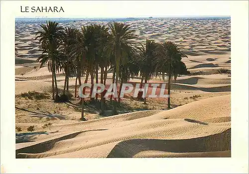 Cartes postales moderne Charmes et douceur de tunisie Sud Tunisie le Sahara