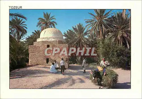 Cartes postales moderne Tunisie Tozeur La plameraie