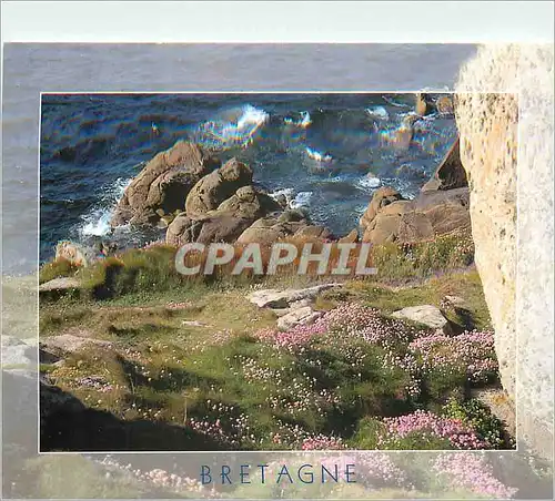 Cartes postales moderne Bretagne La Cote au printemps