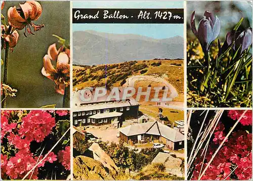Cartes postales moderne Grand Ballon (alt 1427 m) Pres des ruisseaux