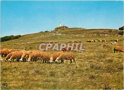 Cartes postales moderne Environs Lacaune les Bains (Tarn) Paturage au pieds du Pic du Montalet a 12600 m d'altitude