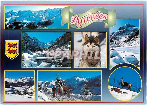 Cartes postales moderne Les Pyrenees Images des Pyrenees Husky Chien