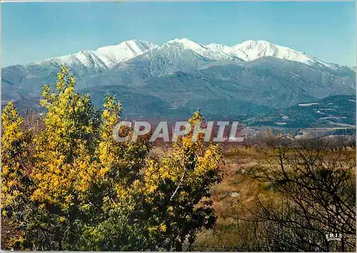 Cartes postales moderne En Roussillon Le Canigou et les mimosas en fleurs Alt 2785 m