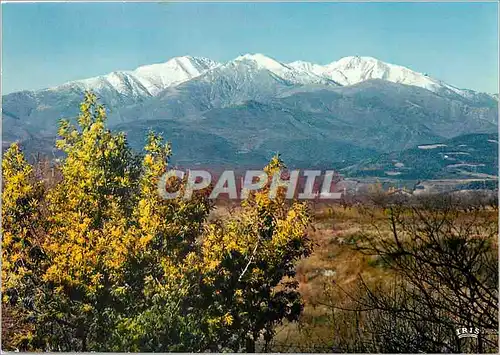 Moderne Karte En Roussillon Le Canigou et les mimosas en fleurs Alt 2785 m